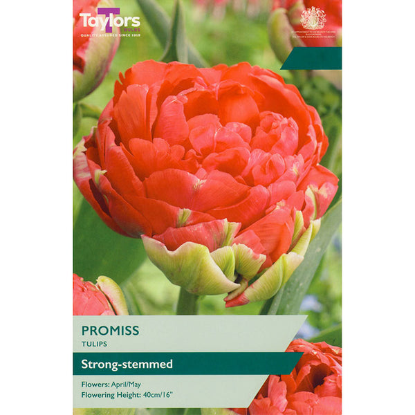 Tulip ‘Promiss’ (5 Bulbs) image 0