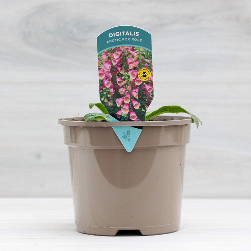Digitalis x fulva ‘Arctic Fox Rose’ Foxglove (2-Litre Pot) image 0