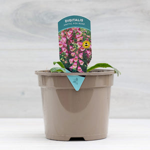 Digitalis x fulva ‘Arctic Fox Rose’ Foxglove (2-Litre Pot) image 0