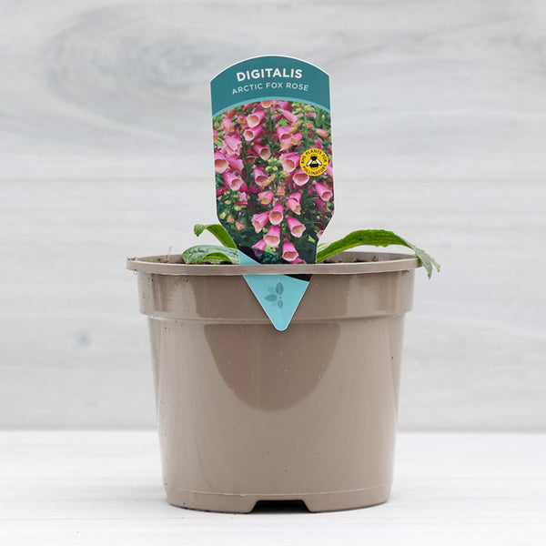 Digitalis x fulva ‘Arctic Fox Rose’ Foxglove (2-Litre Pot) image 0