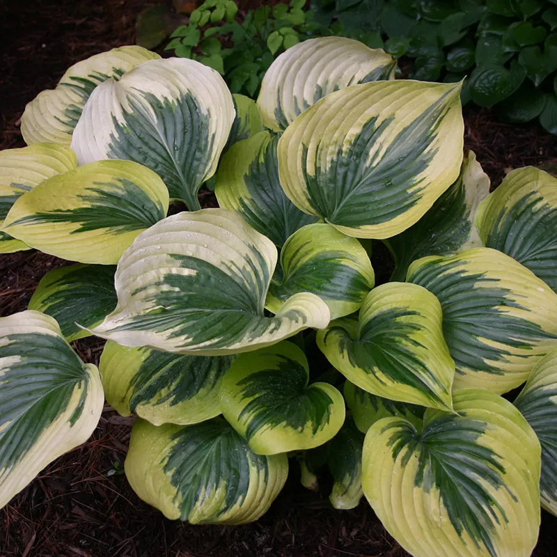Hosta 'Broadway' image 0