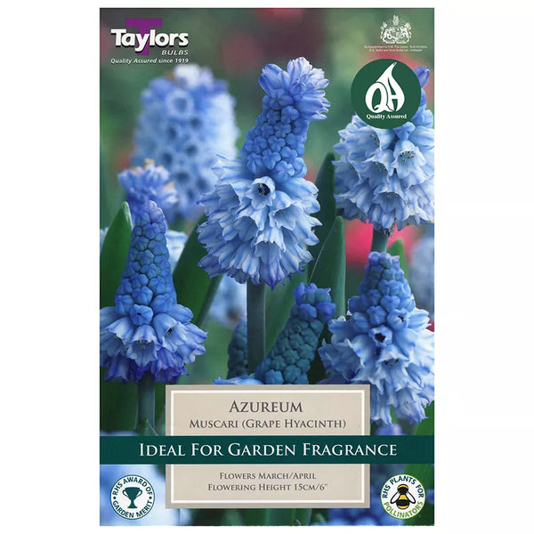 Muscari azureum / Grape Hyacinth (18 bulbs) image 0