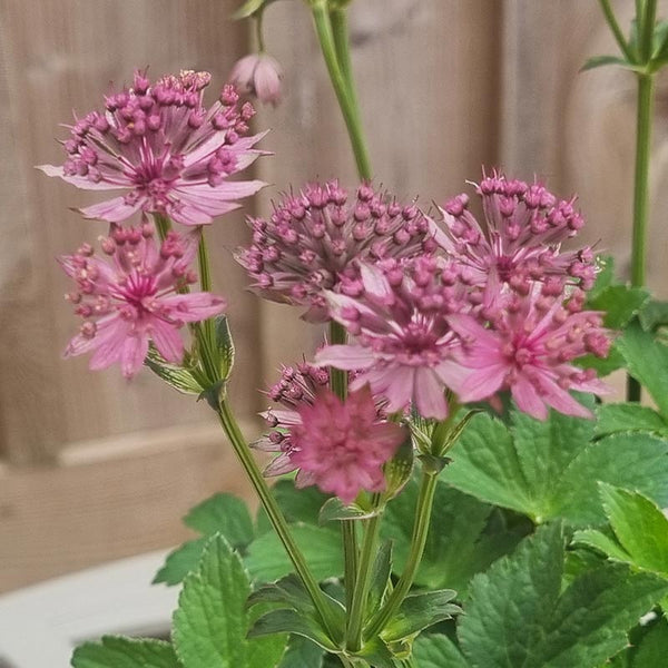 Astrantia ‘Roma’ (3-Litre Pot) image 0