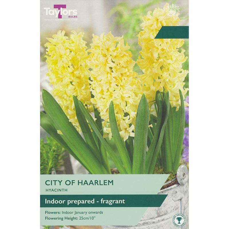 Hyacinth ‘City of Haarlem’ (3 Prepared Bulbs) image 0