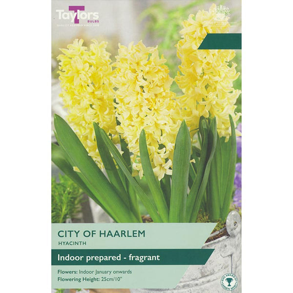 Hyacinth ‘City of Haarlem’ (3 Prepared Bulbs) image 0