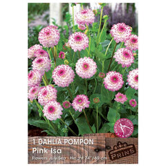 Dahlia Pompon 'Pink Isa' (1 tuber) image 0