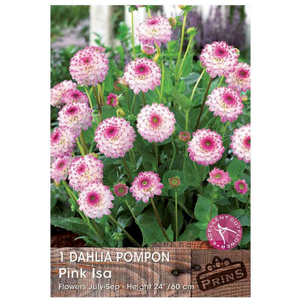 Dahlia Pompon 'Pink Isa' (1 tuber) image 0