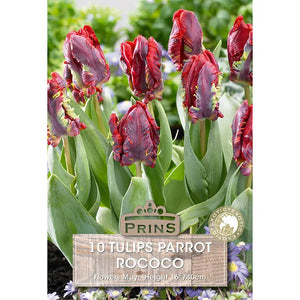 Tulip 'Rococo' (10 bulbs) image 0
