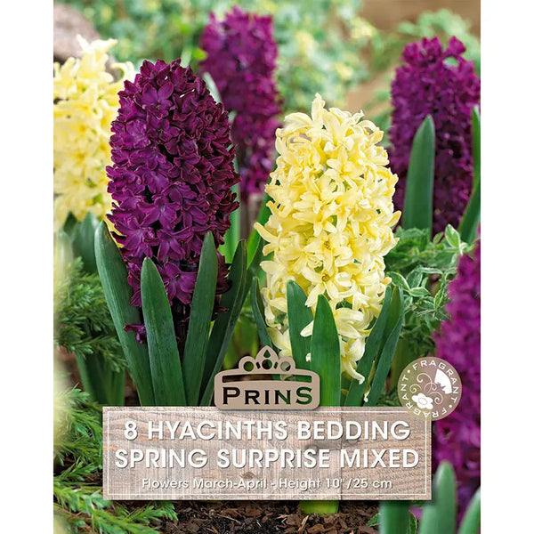 Hyacinth 'Spring Surprise Mixed' (8 bulbs) image 0