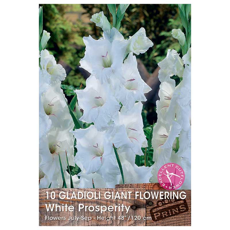 Gladioli Giant Flowering 'White Prosperity' - 10 bulbs image 0