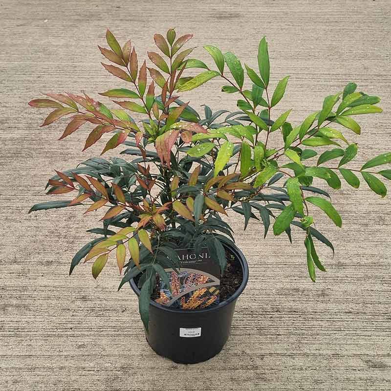 Mahonia ‘Volcano’ (21cm Pot) image 0