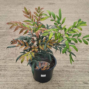 Mahonia ‘Volcano’ (21cm Pot) image 0