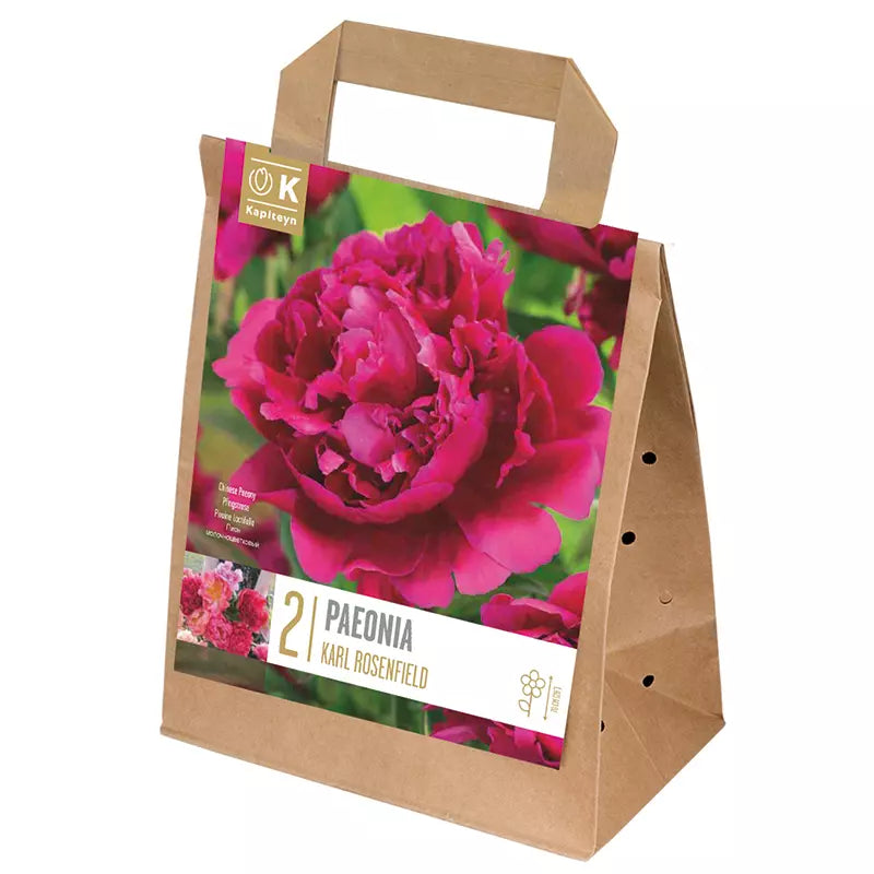 Paeonia 'Karl Rosenfield' (2 bulbs) image 0