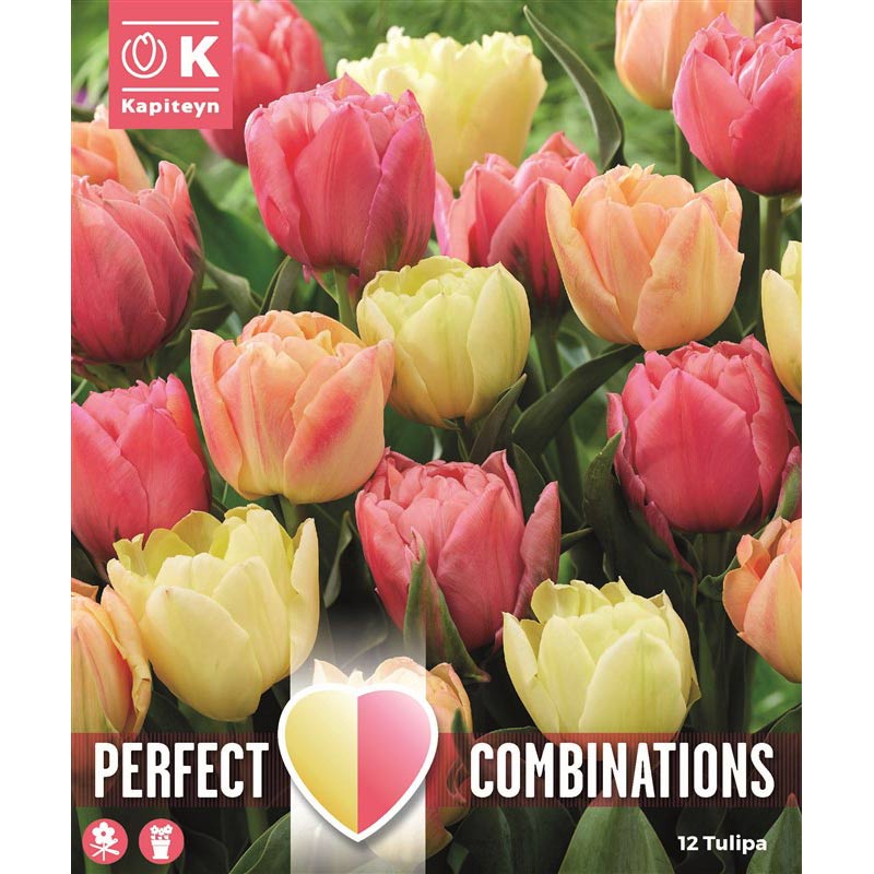 Tulip Double ‘Symbiose Blend’ (12 Bulbs) image 0