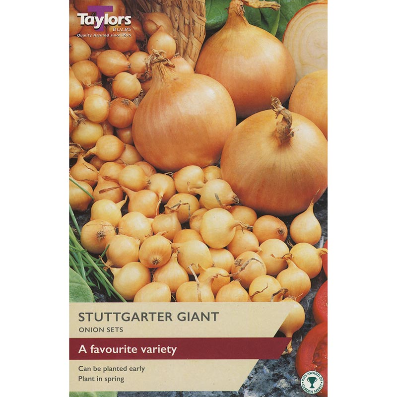 Stuttgarter Giant Onion Sets (Pack of 50) image 0