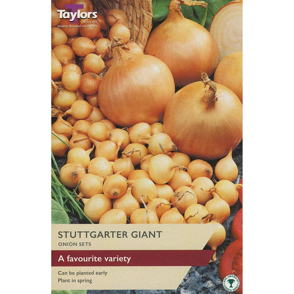 Stuttgarter Giant Onion Sets (Pack of 50) image 0