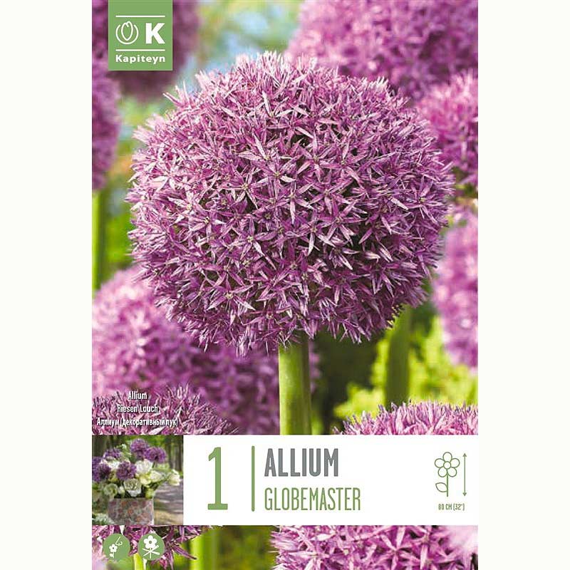 Allium Globemaster 1 Bulb