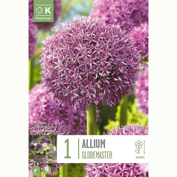 Allium Globemaster 1 Bulb