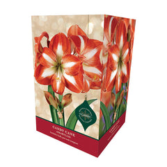 Amaryllis 'Candy Cane' (Premium Christmas Indoor Growing Kit Gift Pack)