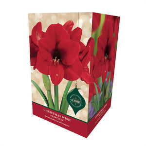 Amaryllis 'Christmas Wish' (Premium Christmas Indoor Growing Kit Gift Pack)