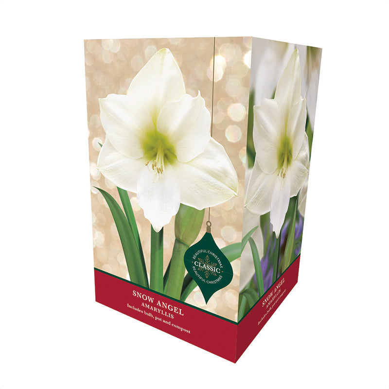 Amaryllis 'Snow Angel' (Premium Christmas Indoor Growing Kit Gift Pack)