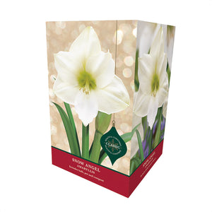 Amaryllis 'Snow Angel' (Premium Christmas Indoor Growing Kit Gift Pack)