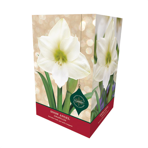 Amaryllis 'Snow Angel' (Premium Christmas Indoor Growing Kit Gift Pack)