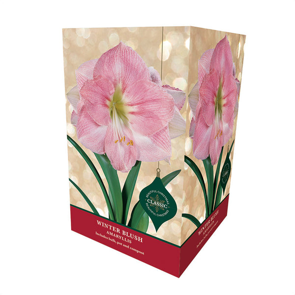 Amaryllis 'Winter Blush' (Premium Christmas Indoor Growing Kit Gift Pack)