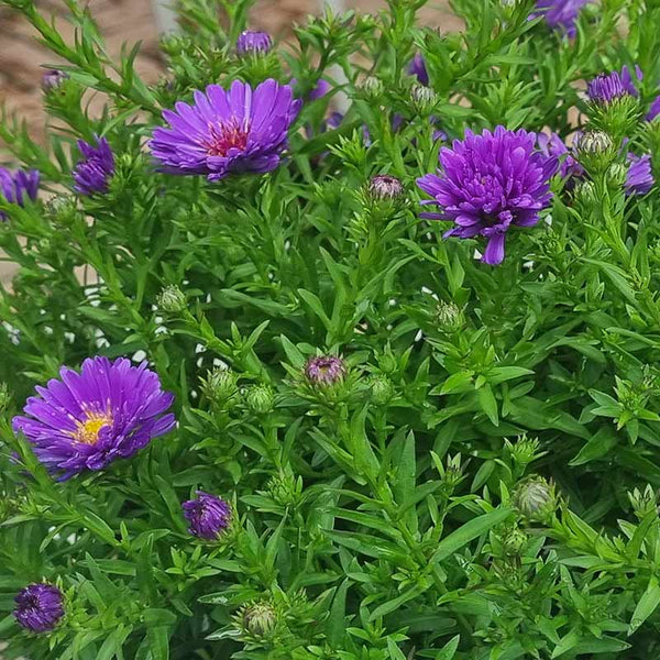 Purple Aster Dumosus Indigo Flowers