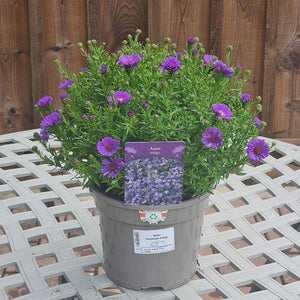 Aster Dumosus Indigo (3-Litre Pot)