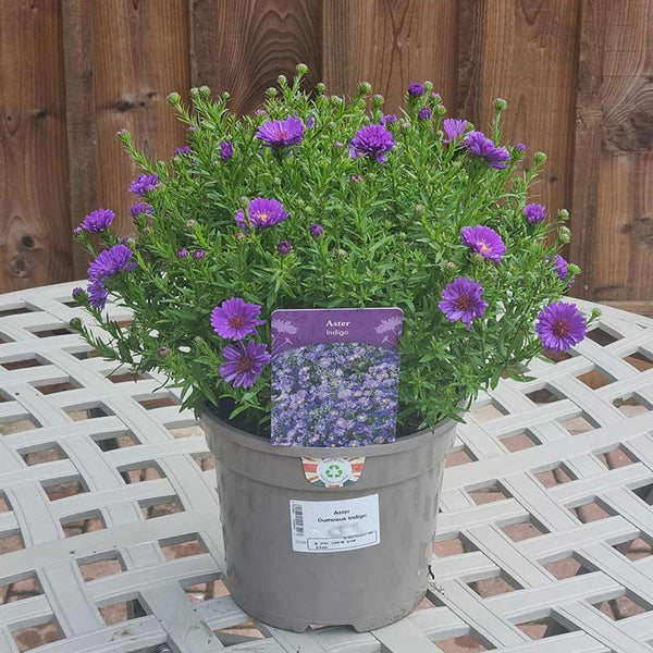 Aster Dumosus Indigo (3-Litre Pot)