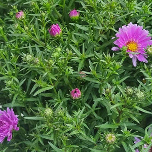 Aster Dumosus Rose Crystal (3-Litre Pot) Flowers