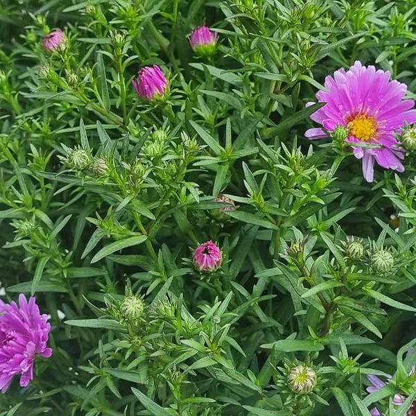 Aster Dumosus Rose Crystal (3-Litre Pot) Flowers