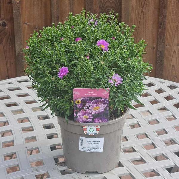 Aster Dumosus Rose Crystal (3-Litre Pot)