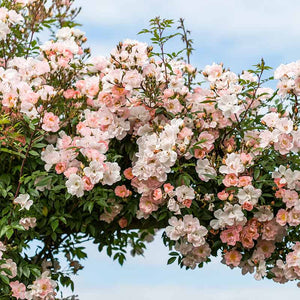 David Austin Open Arms® English Rambling Rose (6-Litre Pot) image 1