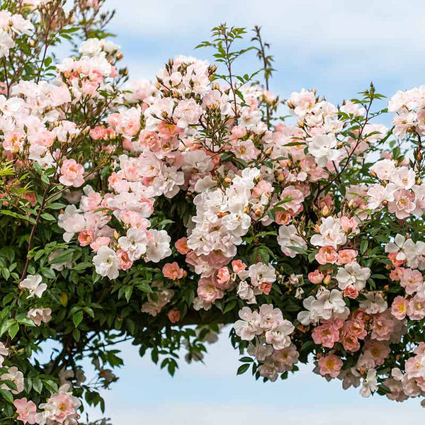 David Austin Open Arms® English Rambling Rose (6-Litre Pot) image 1