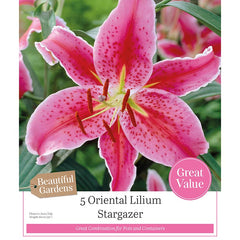 Oriental Lilium ‘Stargazer’ Lily (5 Bulbs) image 0