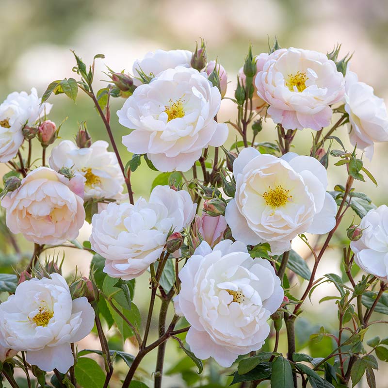 David Austin Sir David Beckham® English Shrub Rose (6-Litre Pot) image 0
