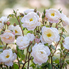 David Austin Sir David Beckham® English Shrub Rose (6-Litre Pot) image 0