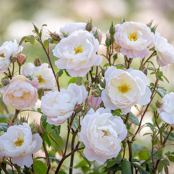 David Austin Sir David Beckham® English Shrub Rose (6-Litre Pot) image 0
