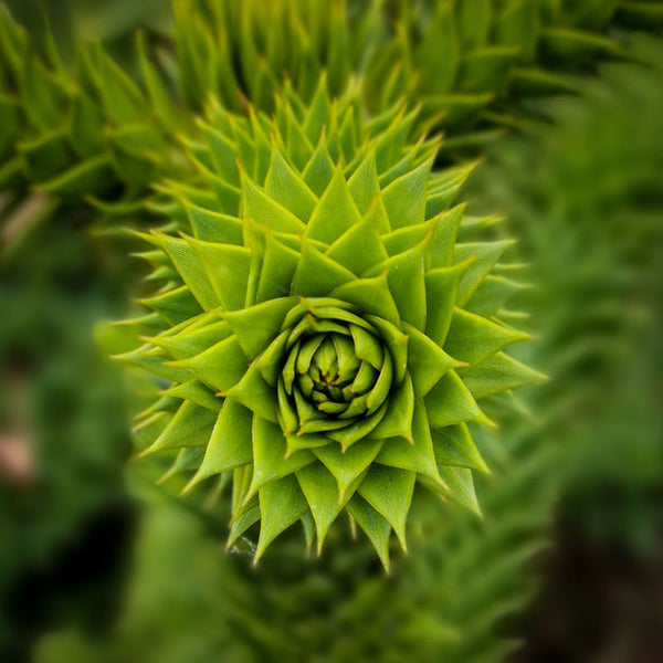Araucaria araucana 'Monkey Puzzle Tree' (3-Litre Pot) image 4