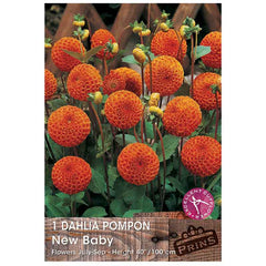 Dahlia Pompon 'New Baby' (1 tuber) image 0