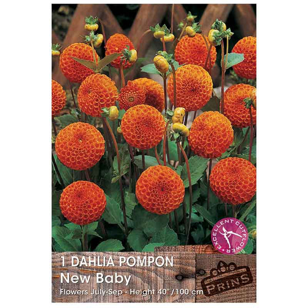 Dahlia Pompon 'New Baby' (1 tuber) image 0