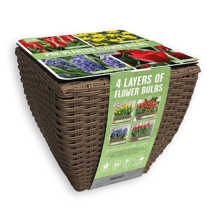 Pre-Planted Flower Bulbs in a Rattan Planter - Bright Shades image 0