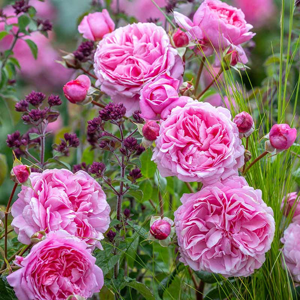 David Austin Penelope Lively® English Shrub Rose (6-Litre Pot) image 0