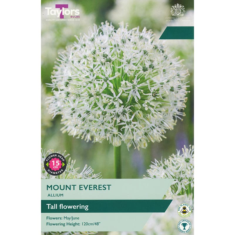 Allium ‘Mount Everest’ (1 Bulb) image 0
