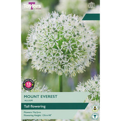 Allium ‘Mount Everest’ (1 Bulb) image 0