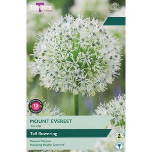Allium ‘Mount Everest’ (1 Bulb) image 0