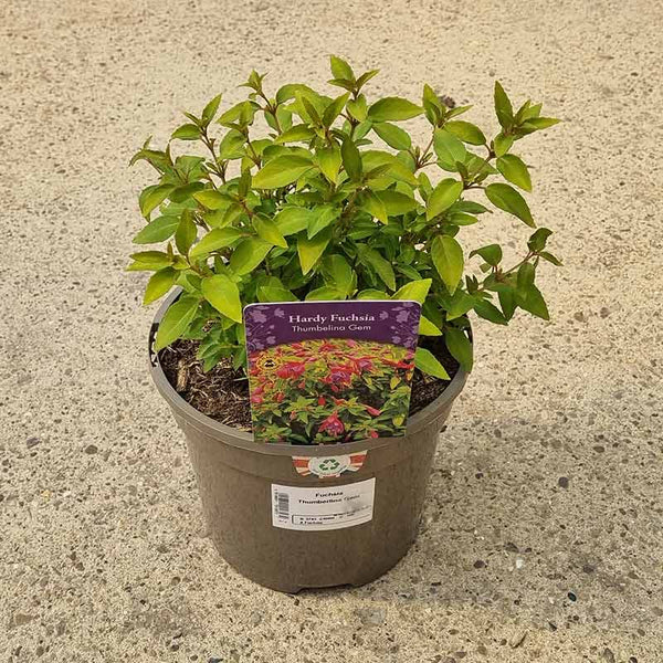 Fuchsia ‘Thumbelina Gem’ (3-Litre Pot) image 0
