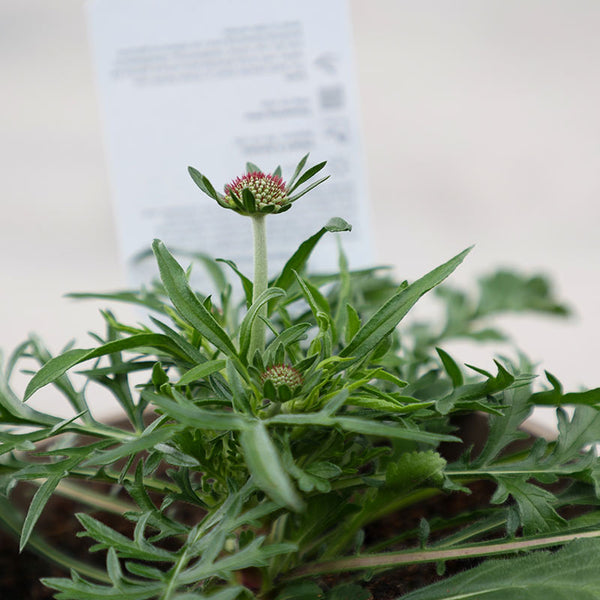 Scabiosa columbaria ‘Butterfly Blue’ (3-Litre Pot) image 1